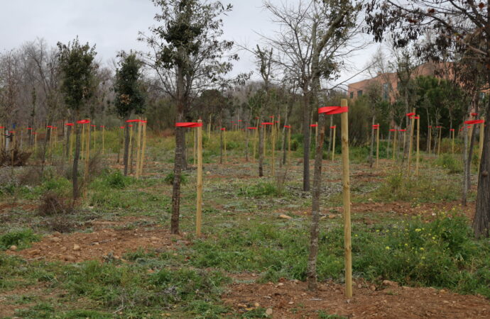 Día Internacional de los Bosques: 60.000 ejemplares en viario y zonas verdes en Alcalá