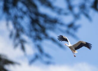 Rutas ambientales en Alcalá para los meses de abril, mayo y junio: inscripciones
