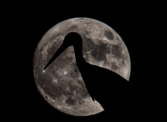 Observación de la luna desde el distrito II de Alcalá, este sábado 8