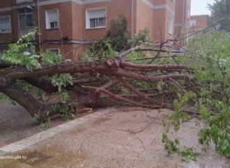 La Asociación de Vecinos de Reyes II en Alcalá pide medidas urgentes por las caídas de árboles