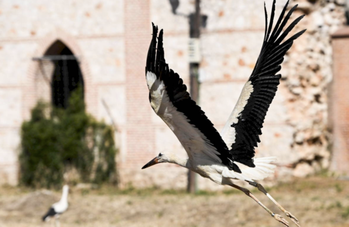 Así vuelven a volar 17 cigüeñas en Alcalá tras pasar por el Hospital de GREFA