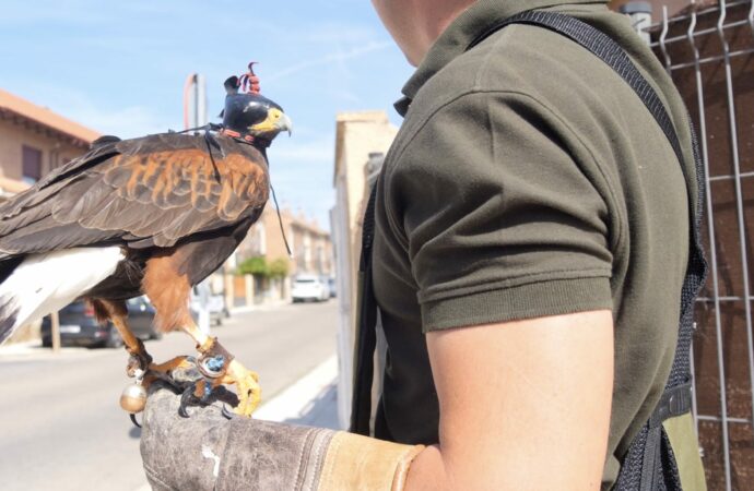 Alovera recurre al uso de halcones para hacer frente a las palomas