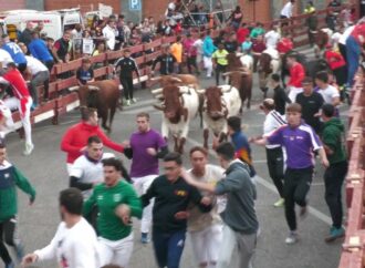 Guadalajara estrena este miércoles en una prueba con cabestros el recorrido de sus nuevos encierros