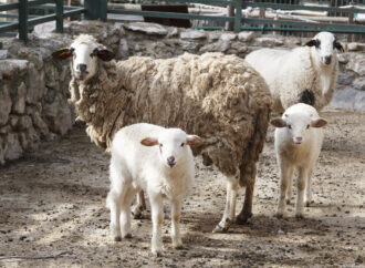 Últimos días para solicitar plaza en los “Días sin Cole” en la granja y en el zoo en la Navidad de Guadalajara