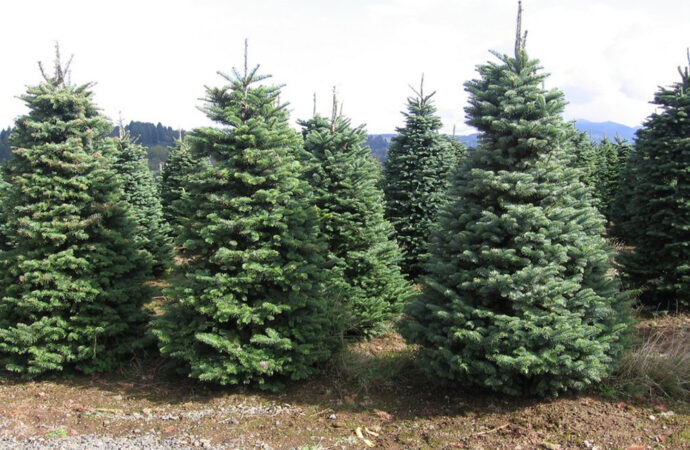 Así recogen en Torrejón los árboles navideños de los vecinos del 7 al 18 de enero para replantarlos en las zonas verdes de la ciudad