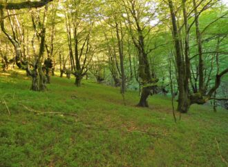 El cambio climático aumenta la sincronía en el crecimiento de los árboles