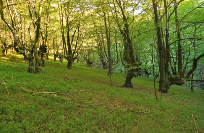 El cambio climático aumenta la sincronía en el crecimiento de los árboles