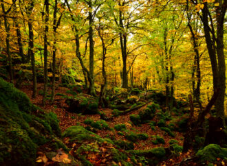 Bosques nativos vs exóticos: ¿quién gana la batalla del carbono?