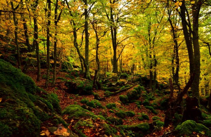 Bosques nativos vs exóticos: ¿quién gana la batalla del carbono?