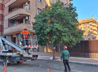 Actuación integral de poda en el barrio de Ciudad 10 de Alcalá