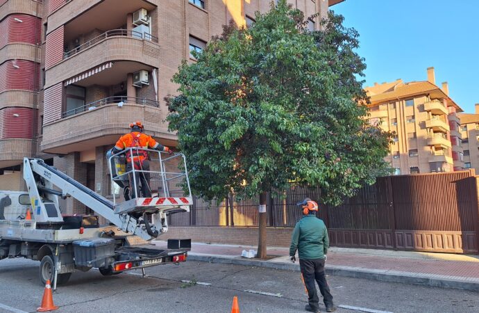 Actuación integral de poda en el barrio de Ciudad 10 de Alcalá