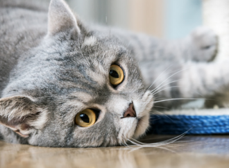 Campaña de concienciación y sensibilización en Alcalá en materia de colonias de gatos controladas