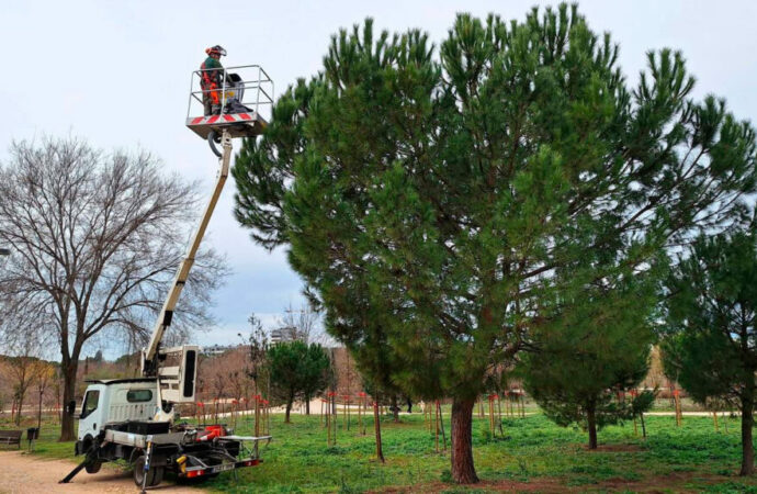 Campaña de control de las orugas procesionarias del pino en Alcalá