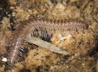 La Universidad de Alcalá descubre un nuevo milpiés que revela los secretos del bosque