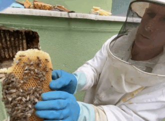 Retiran más de 50.000 abejas que se habían escondido tras una pared en Alcalá de Henares