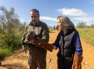 Reintroducido en su medio natural un búho real atendido en el Centro de Recuperación de Fauna Silvestre de Guadalajara