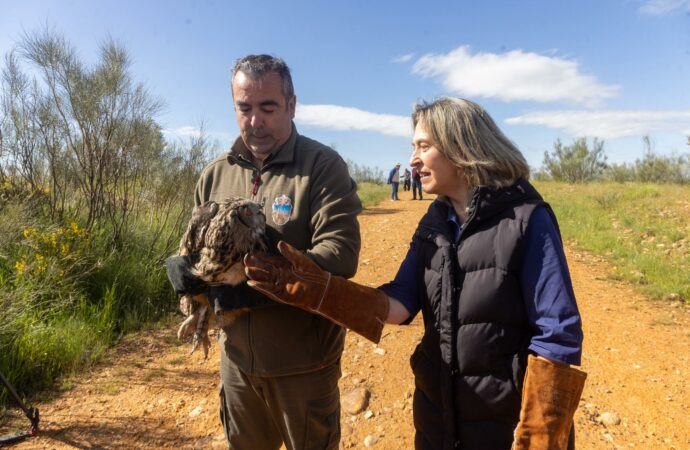 Reintroducido en su medio natural un búho real atendido en el Centro de Recuperación de Fauna Silvestre de Guadalajara