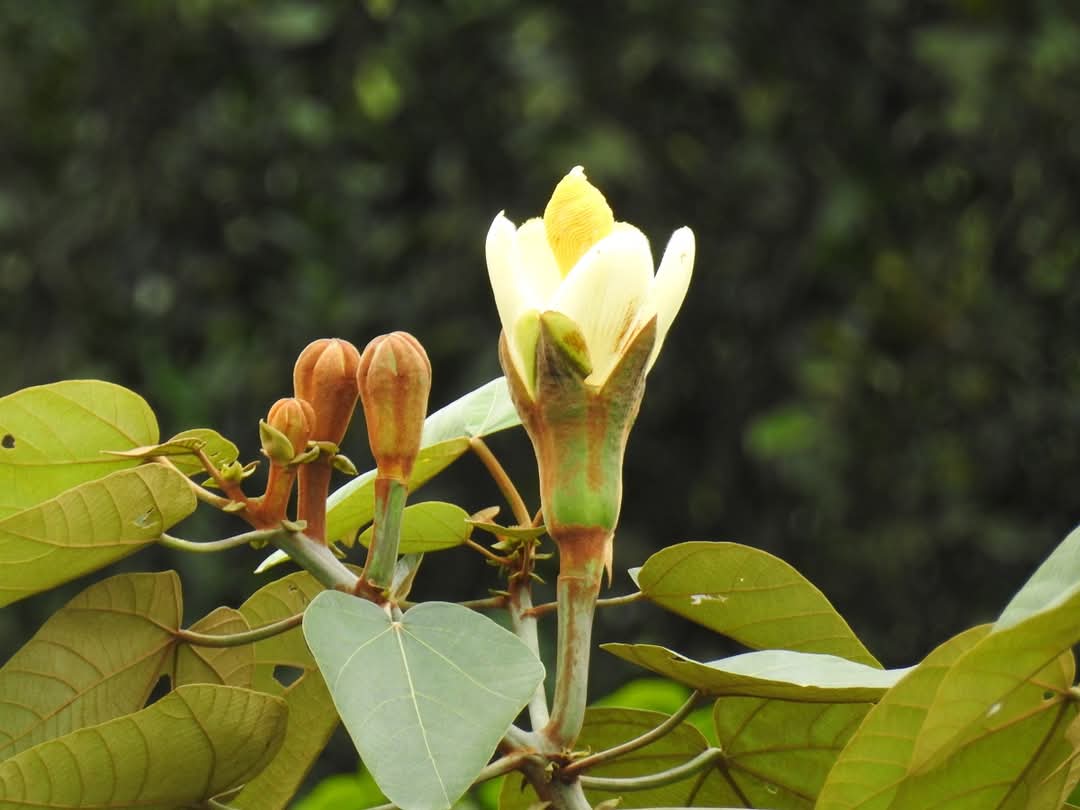 Flor de la balsa, Ochroma pyramidale.