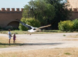 ¿Sabes cuántas cigüeñas hay actualmente en Alcalá de Henares?