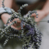 Vuelve el ‘Tren de la Lavanda’ para conocer los campos de Brihuega