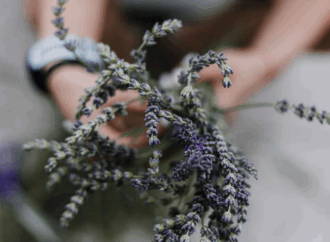 Vuelve el ‘Tren de la Lavanda’ para conocer los campos de Brihuega