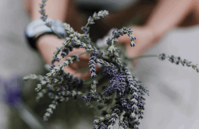 Vuelve el ‘Tren de la Lavanda’ para conocer los campos de Brihuega