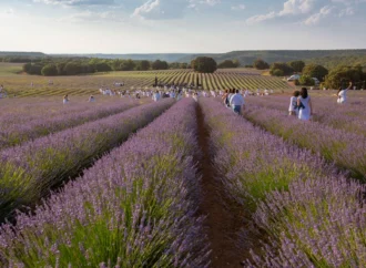 Festival de la Lavanda en Brihuega: este fin de semana, conciertos de El Arrebato y Beret