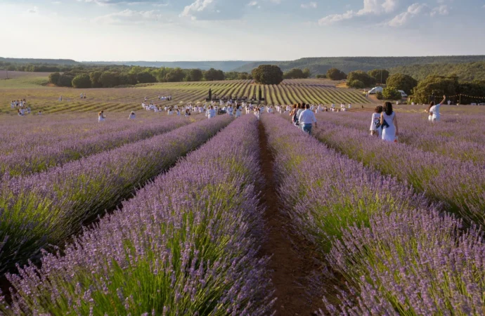 Festival de la Lavanda en Brihuega: este fin de semana, conciertos de El Arrebato y Beret