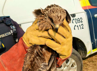 La Policía Local de Alcalá rescata a un halcón que no podía volar en la ‘Isla de los García’