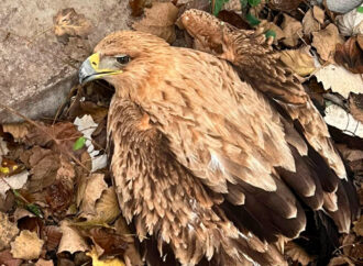 Un águila herida en el Puente de la Salud de Alcalá, salvada por la Policía Municipal