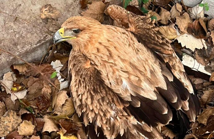 Un águila herida en el Puente de la Salud de Alcalá, salvada por la Policía Municipal