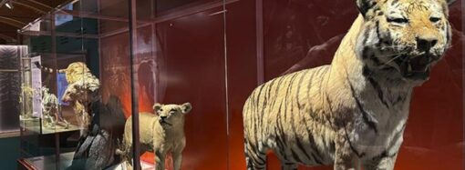 El Museo Arqueológico y Paleontológico de la Comunidad de Madrid inaugura en Alcalá de Henares una nueva exposición dedicada a los felinos dientes de sable
