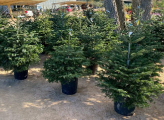 Hasta el 16 de enero el Ayuntamiento de Torrejón de Ardoz recoge los árboles navideños de los vecinos