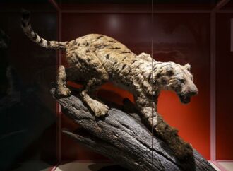 Ciclo de conferencias «Introducción al conocimiento de los «dientes de sable» en el MARPA de Alcalá