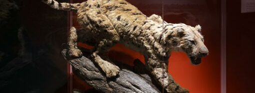 Ciclo de conferencias «Introducción al conocimiento de los «dientes de sable» en el MARPA de Alcalá