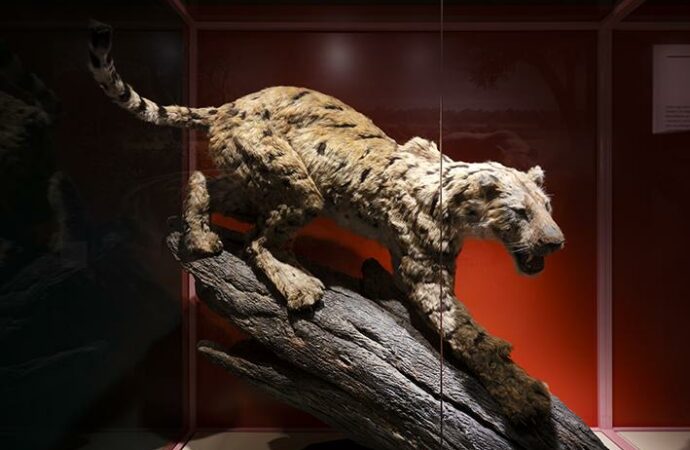 Ciclo de conferencias «Introducción al conocimiento de los «dientes de sable» en el MARPA de Alcalá