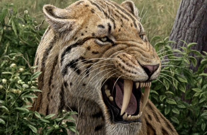 Este martes día 10, nueva conferencia científica en Alcalá en torno a la exposición temporal «Dientes de sable» del MARPA