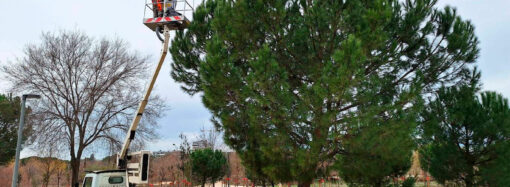 Campaña de control de orugas procesionarias del pino en Alcalá