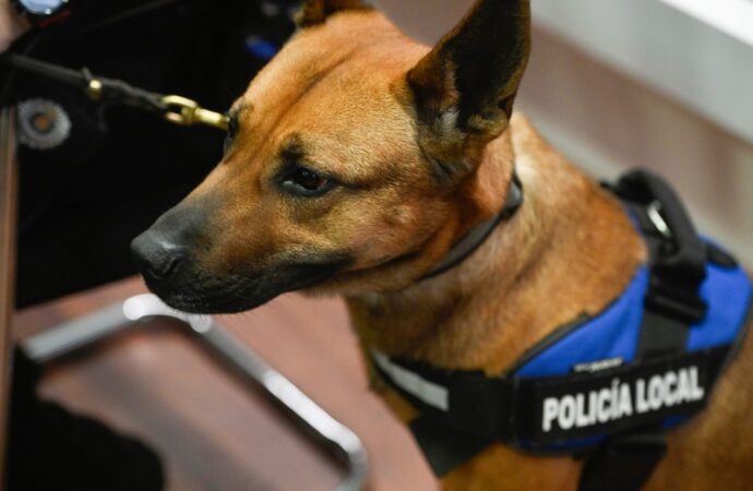 Control de drogas: Alcalá intensifica los controles con su unidad canina en entornos escolares y zonas sensibles al menudeo