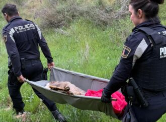 La Policía Local de Alcalá rescató a un corzo herido en el parque de Los Cerros