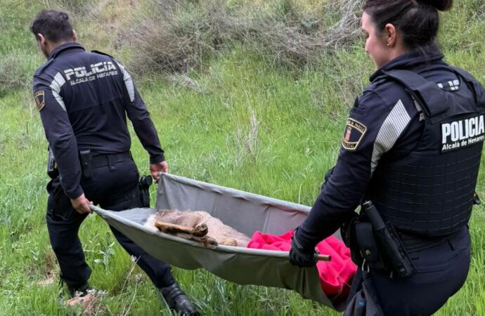 La Policía Local de Alcalá rescató a un corzo herido en el parque de Los Cerros