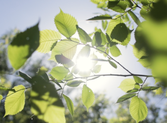 El Ayuntamiento de Alcalá impulsa una gran transformación ambiental con nuevas actuaciones de renovación de parques y jardines