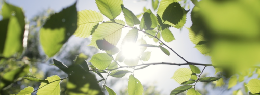 El Ayuntamiento de Alcalá impulsa una gran transformación ambiental con nuevas actuaciones de renovación de parques y jardines
