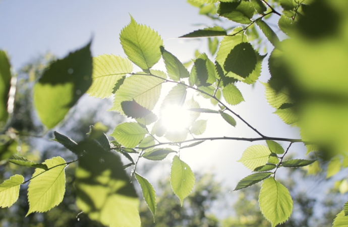 El Ayuntamiento de Alcalá impulsa una gran transformación ambiental con nuevas actuaciones de renovación de parques y jardines