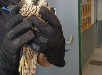 La Policía Local de Alcalá recupera un halcón herido en El Encín